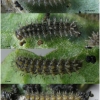 mel triv xerophila larva3 volg21